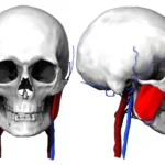 Анатомическая 3D-модель головы с выделением сосудистых и нервных структур.
